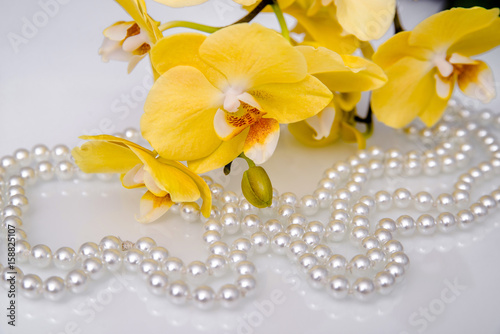 pearl and yellow Orchid on white glass 