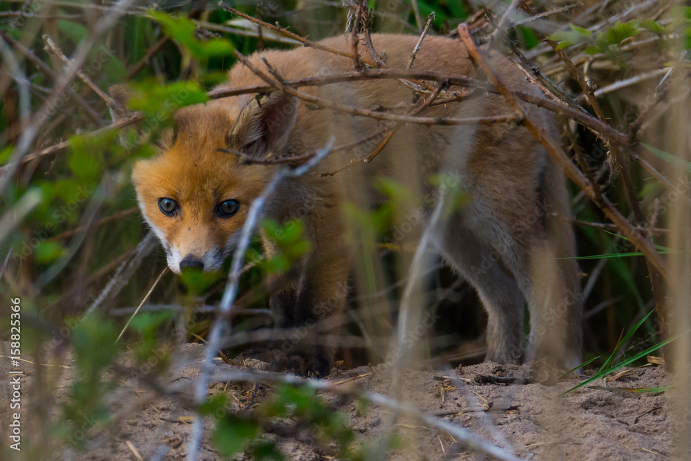 Obraz premium cute fox cub at the entrance of the den