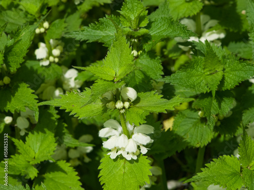 White dead-nettle, Lamium album, in weed blooming close-up, selective focus, shallow DOF