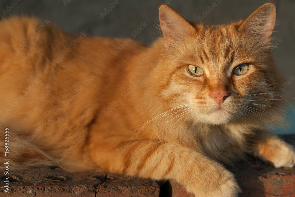 Close-up, photo of red-headed cat with green eyes looking straight towards camera.