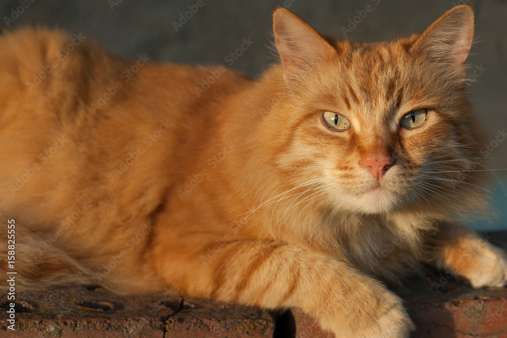 Close-up, photo of red-headed cat with green eyes looking straight towards camera. Close-up, photo of red-headed cat with green eyes looking straight towards camera.