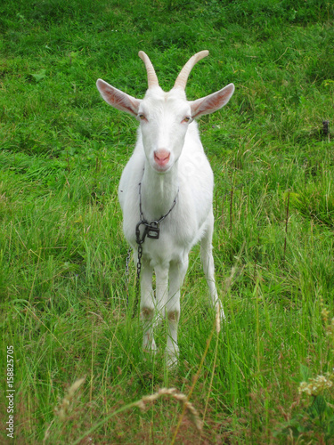goat in the green grass