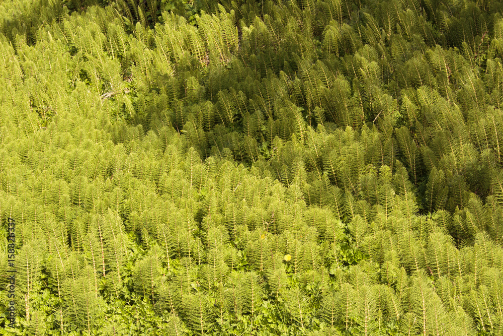 Photo of green grass texture Photo of green grass texture