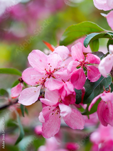 Pink spring flowers on a tree branch