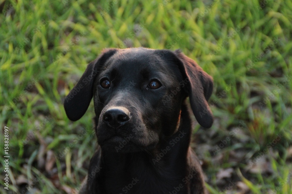 labrador portrait