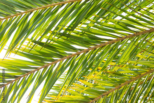 Green palm leaf background