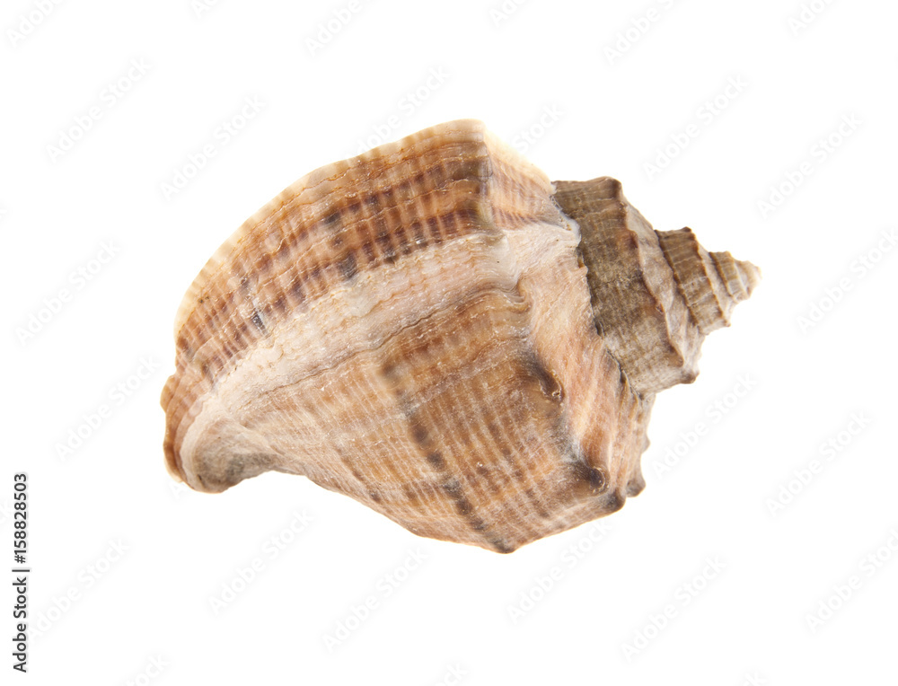 Shell Shell