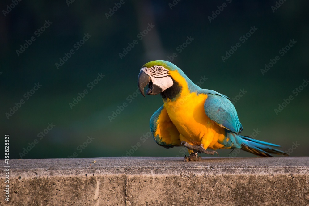 colorful macaw
