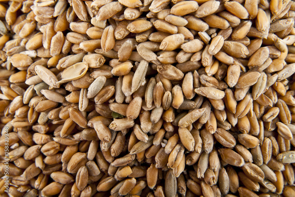 grain of wheat grain of wheat