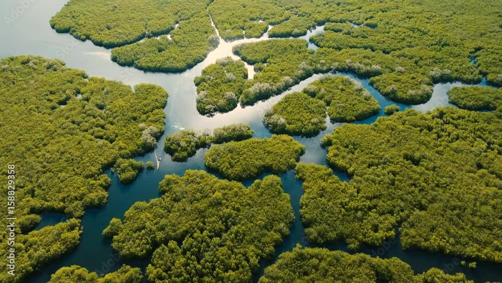 Aerial view of mangrove forest and river on the Siargao island. Mangrove jungles, trees, river. Mangrove landscape. Philippines. 4K video. Aerial footage