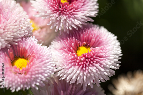 Flowers of dais  Bellis flower   white  pink  blooming in the meadow  close up
