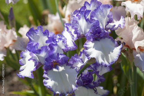 Fototapeta Naklejka Na Ścianę i Meble -  Iris, colorful flowers blooming in a garden, close up.