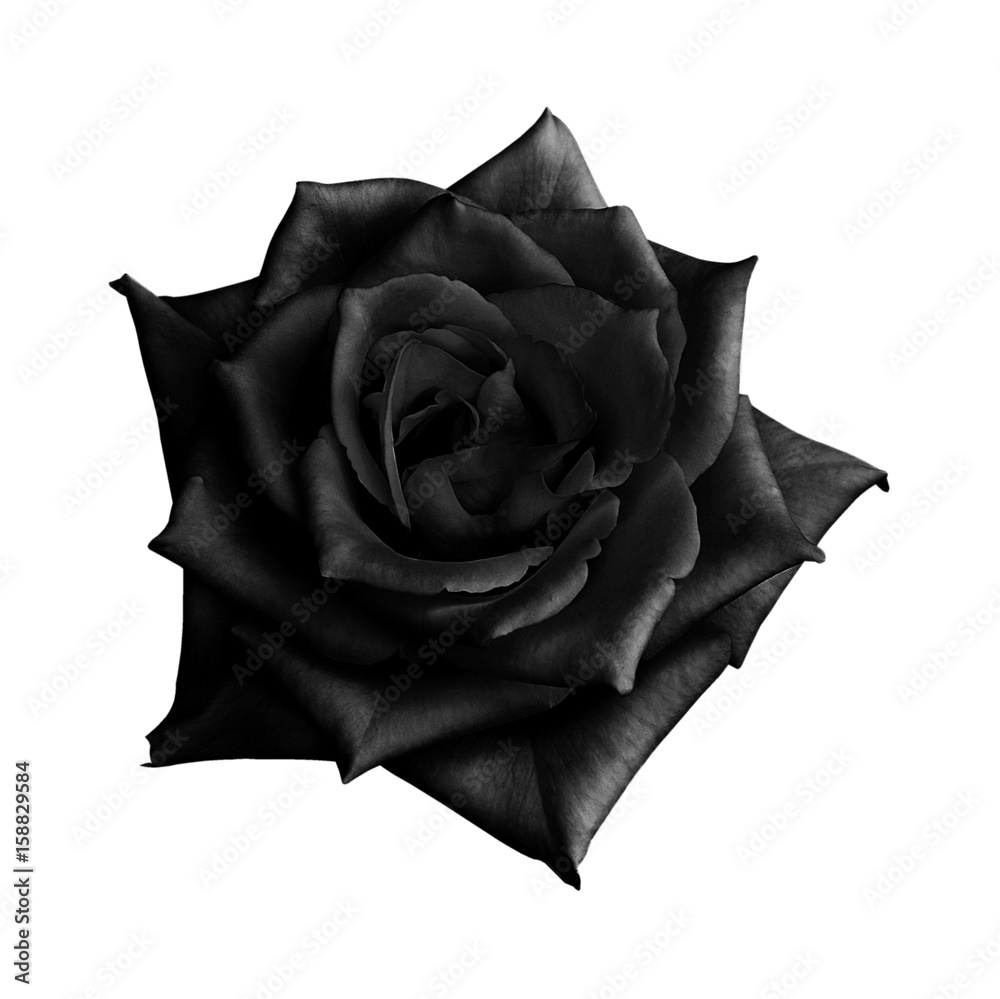 Naklejka premium Czarna róża na białym tle