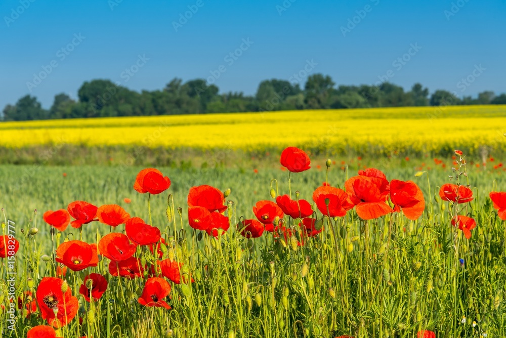 Field of red wild poppies on a sunny day. Spring landscape