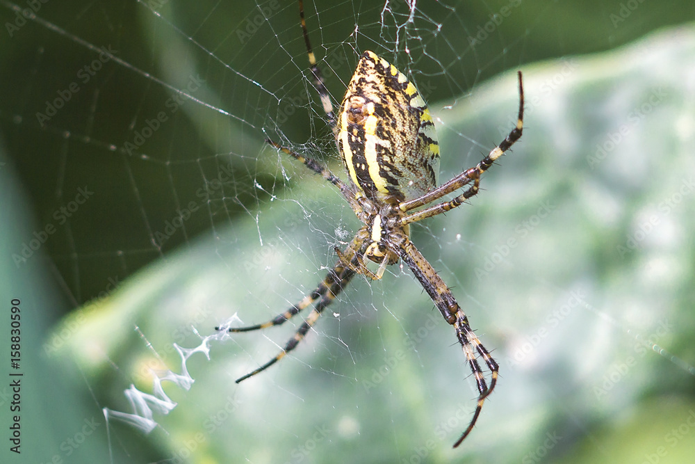 Yellow-black orb-weaver spider. Argiope Bruennichi, or the wasp-spider on the web, cobweb against green natural background, closeup. Yellow-black orb-weaver spider. Argiope Bruennichi, or the wasp-spider on the web, cobweb against green natural background, closeup.