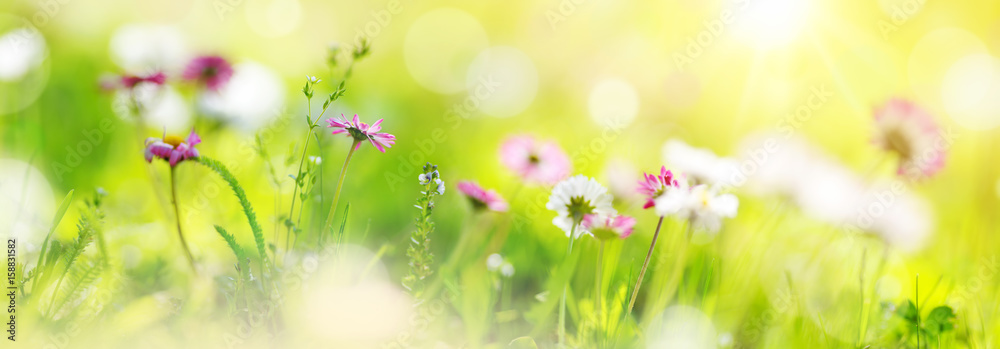 Green field with daisy blossoms. Closeup of pink spring flowers on the ground