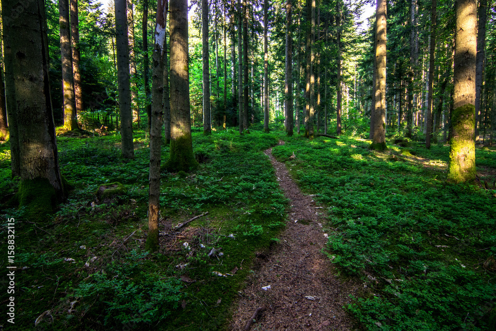 Obraz premium Path in the forest
