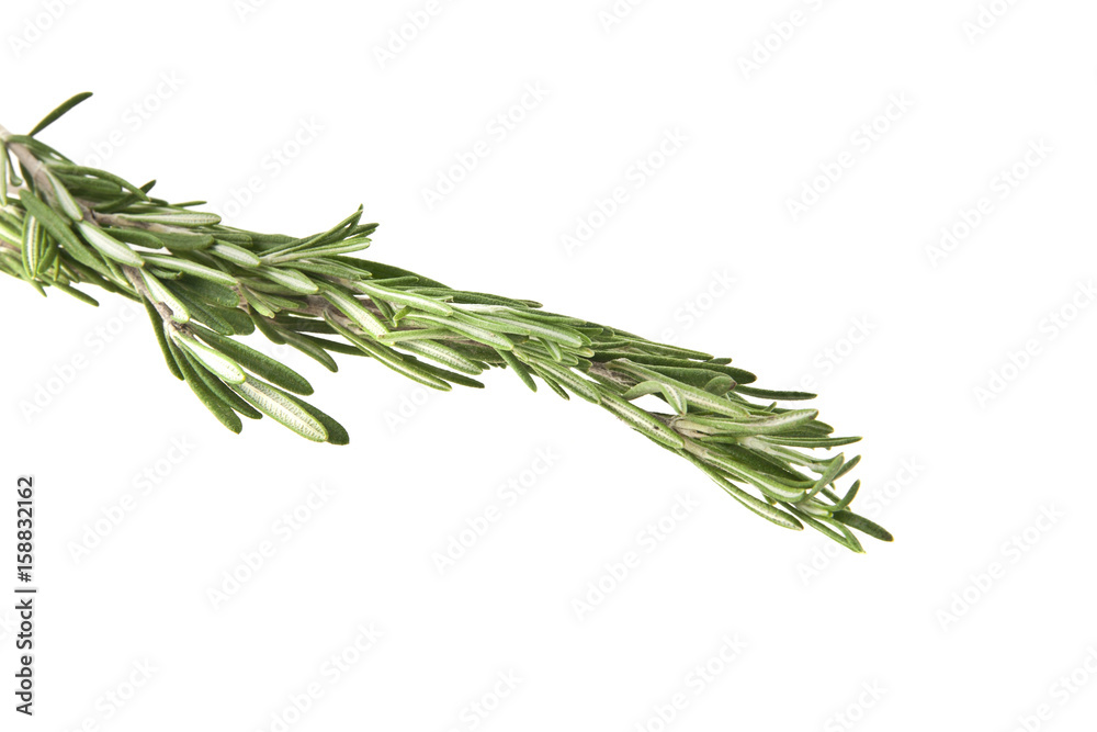 rosemary rosemary