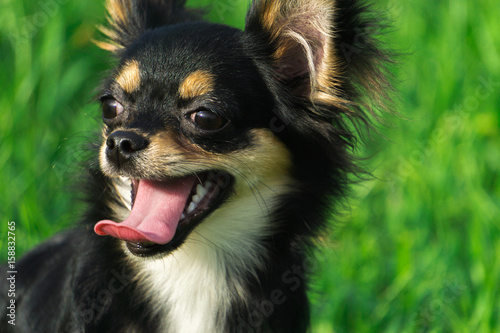Chihuahua smiling happily on the lawn. © Phanuwat Y.