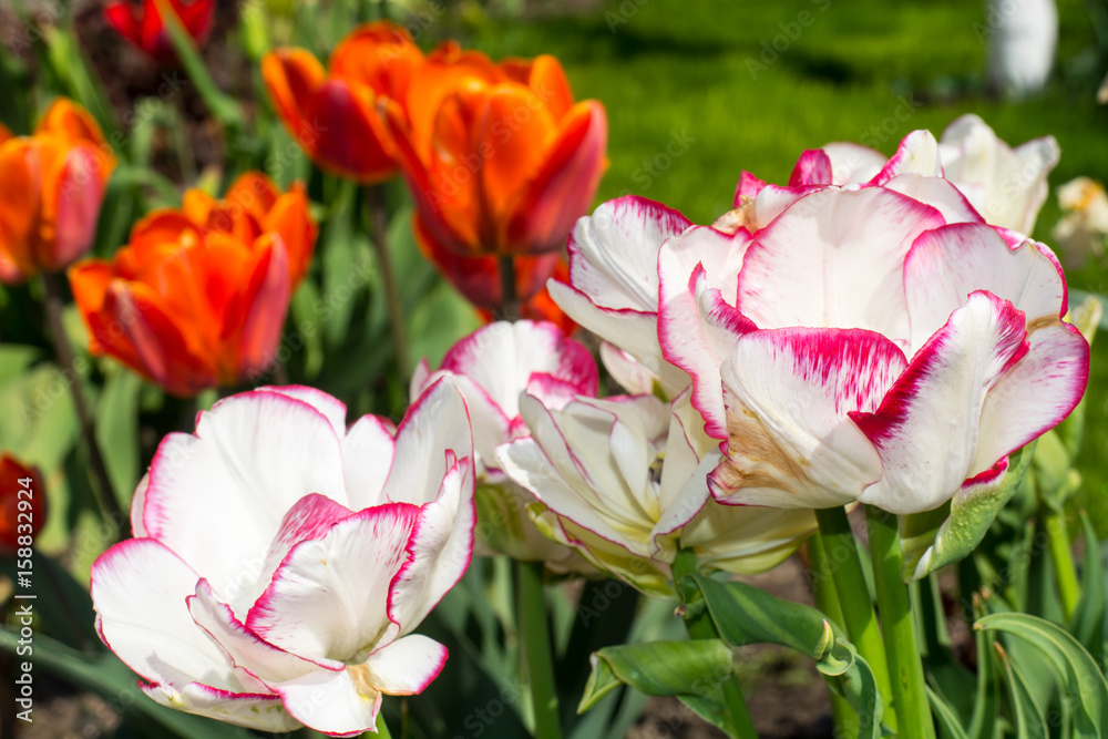 Fototapeta premium Multicolored tulips growing in the garden