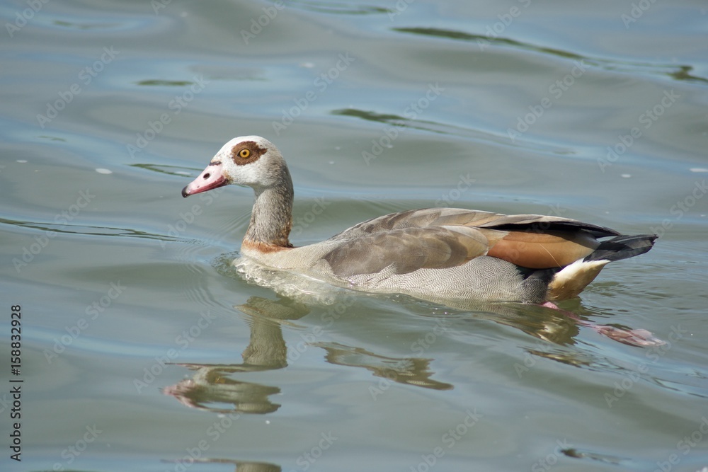 Obraz premium Nilgans