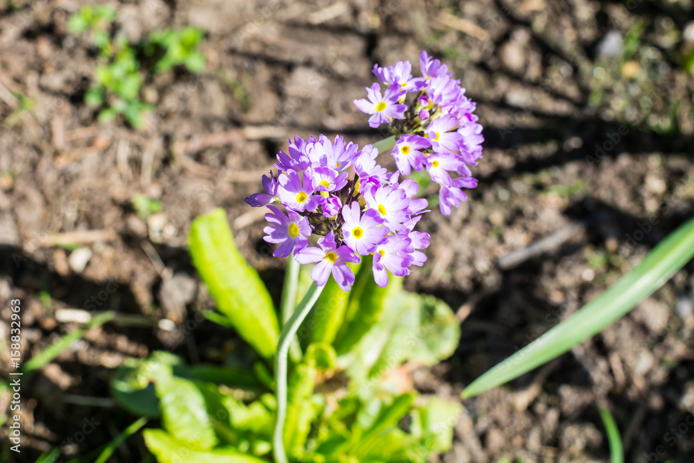 Garden flowers with lilac spherical inflorescences