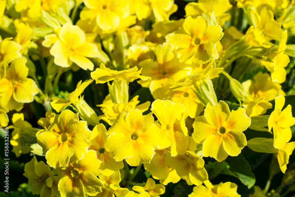 Background of yellow flowers primrose garden Background of yellow flowers primrose garden