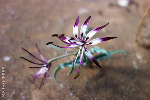 Karoo Flower