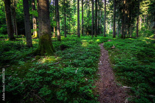 Fototapeta Naklejka Na Ścianę i Meble -  Path in the forest