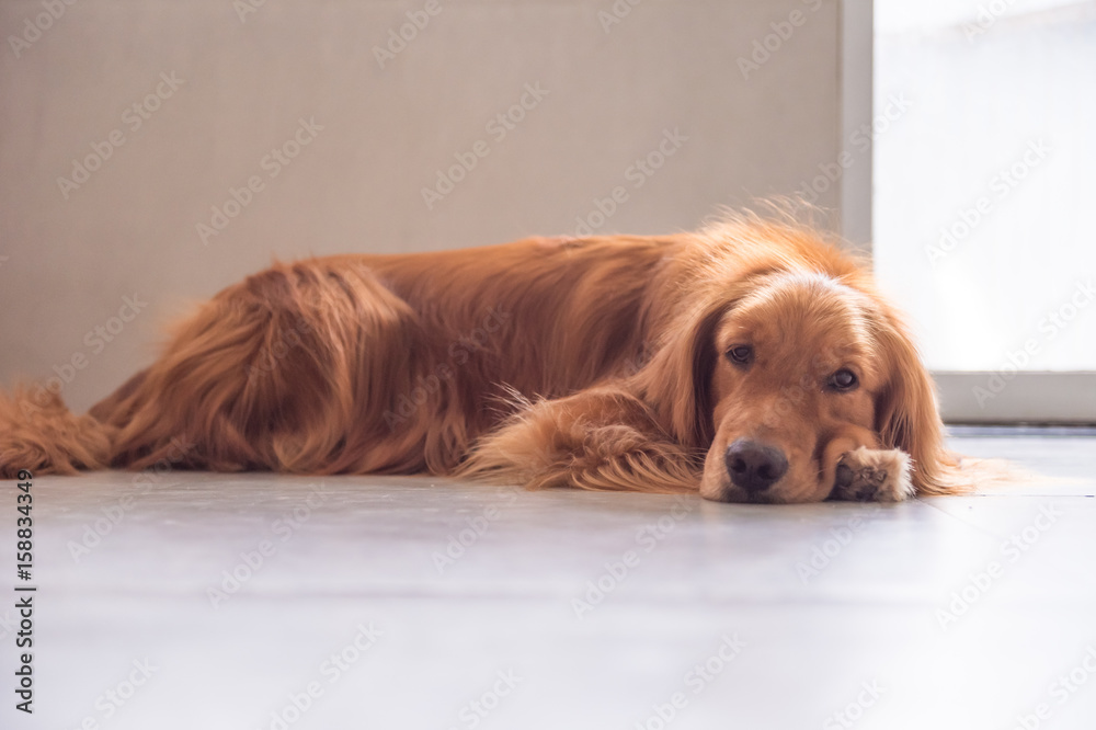The golden retriever lay prone on the ground.