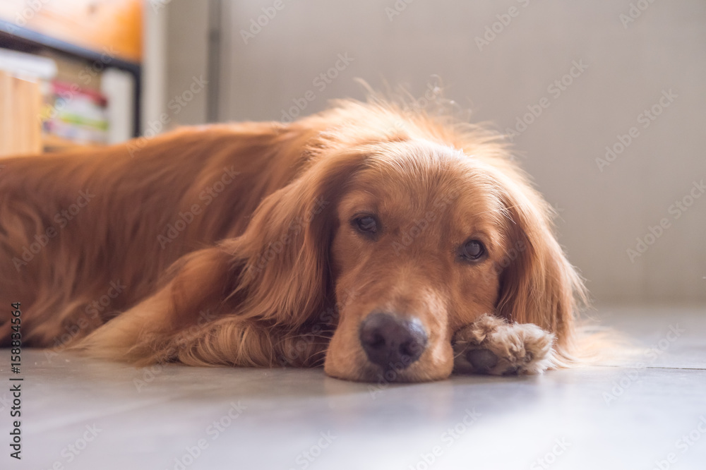 The golden retriever lay prone on the ground. The golden retriever lay prone on the ground.