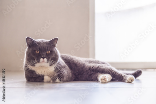 The gray British cat.