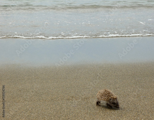 Hedgehog