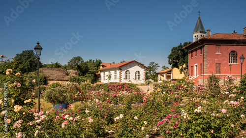 Fantastic Park of Roses in Trieste