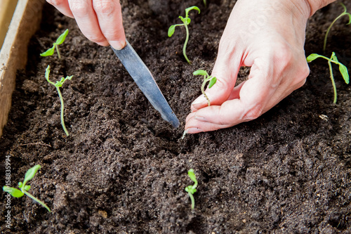 Woman dives sprouts of tomatoes into the ground