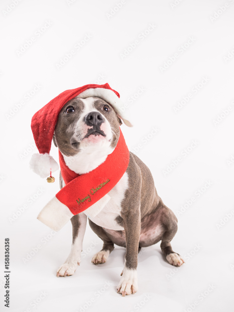 American Staffordshire Terrier wearing Santa outfit