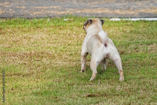 Pug is a small dog. Have a small medium body Short, short, folded and short-haired, torsionally curved, pointed upward, forming a loop attached to the lumbar. If the tail is up to two, it is considere