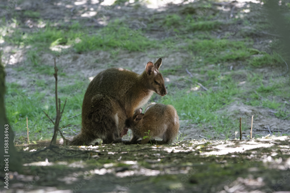Fototapeta premium Wallabi qui allaite