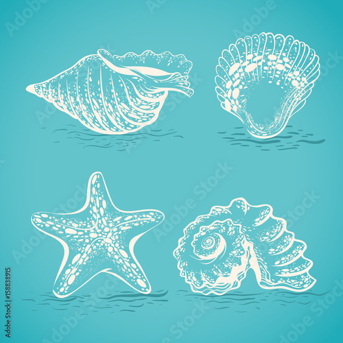 Sketch drawing by hand of different seashells and starfishes