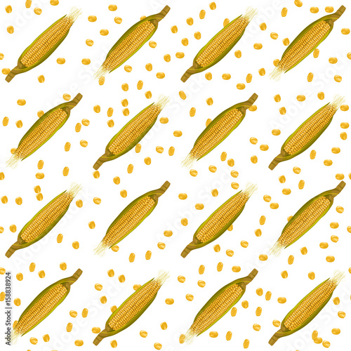 Corn maize vector seamless pattern. Realistic botanical illustration.