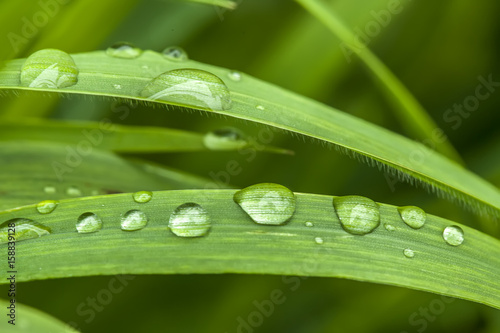 Nature background, dew droplets on a grass.