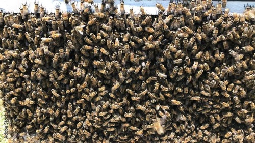 kalabalık bal arısı grubu photo