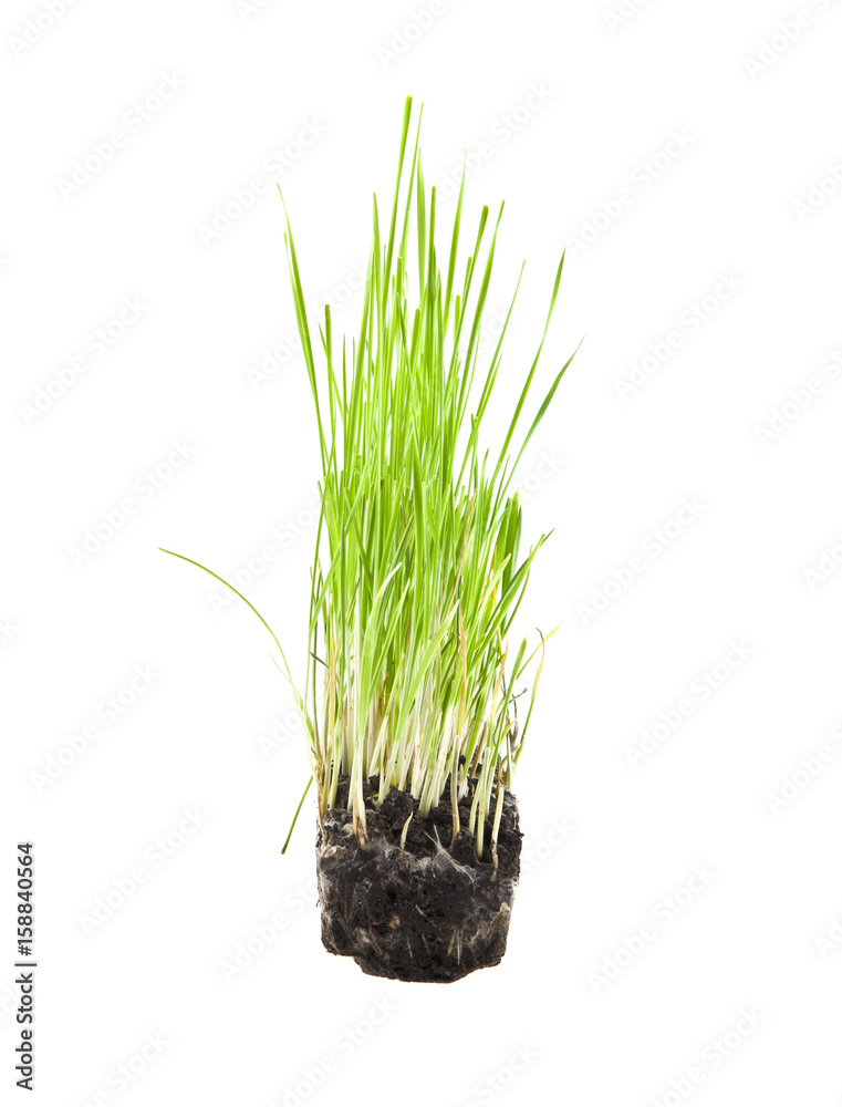 grass grass