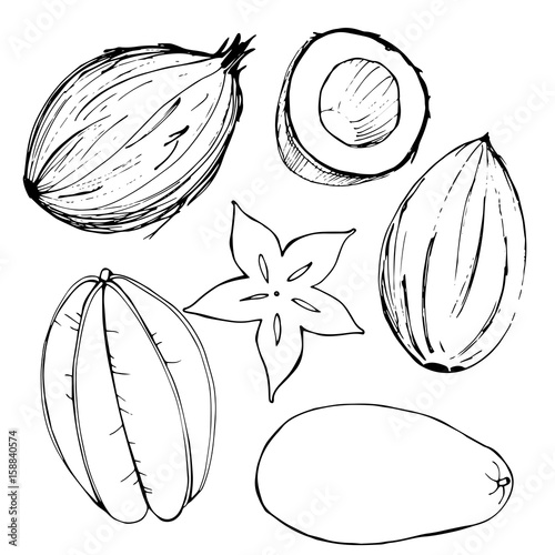 Hand-drawn fruits. Coconut, mango, carambola.  Vector illustration.