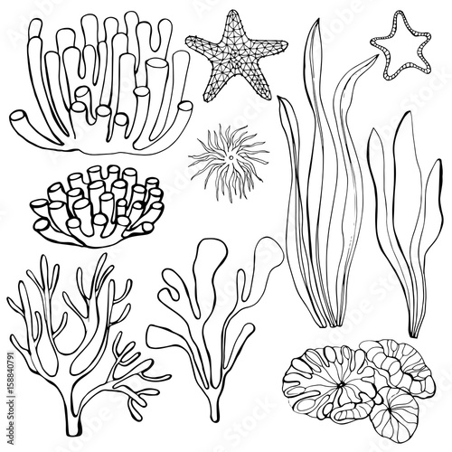 Hand-drawn  algae and corals.  Starfish. Vector illustration.