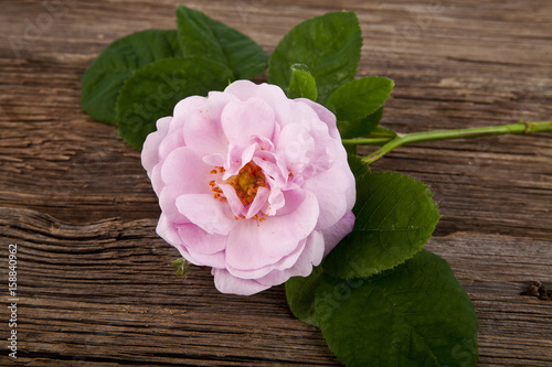Rose on a wooden background