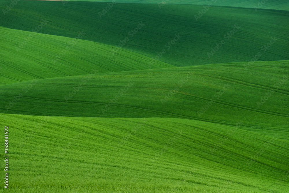 Wavy summer rural landscape in green color. Natural Green Background texture.
Green moravian spring undulating fields of crops ( wheat ) that resemble corduroy with lines stretching into distance.