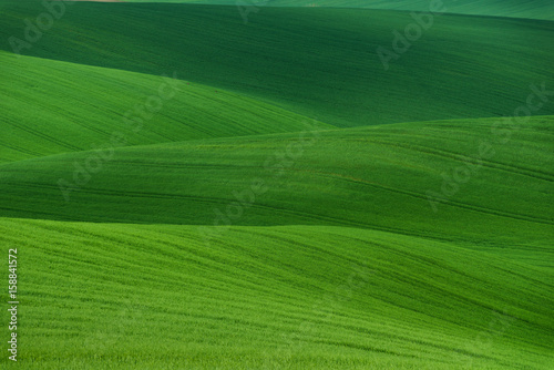 Obraz na płótnie Wavy summer rural landscape in green color. Natural Green Background texture.
Green moravian spring undulating fields of crops ( wheat ) that resemble corduroy with lines stretching into distance. w salonie