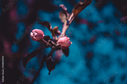 Flowering bush sakura