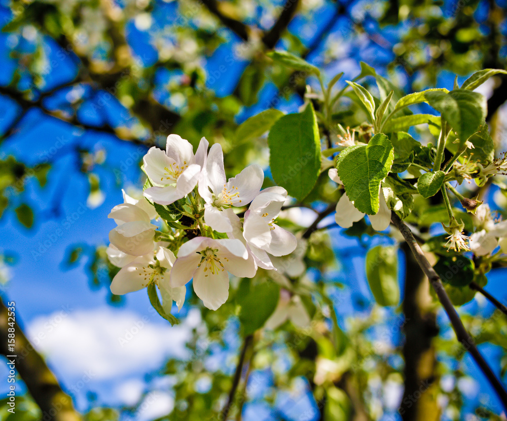 Flowering apple tree branch with white flowers Flowering apple tree branch with white flowers
